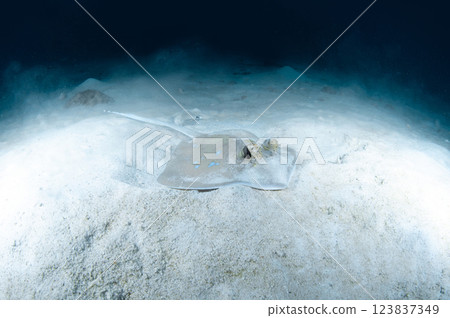 Bluespotted ribbontail ray on the white sand Bluespotted ribbontail ray on the white sand 123837349