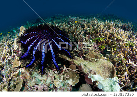 Crown of thorns starfish on fine branched coral reef 123837350