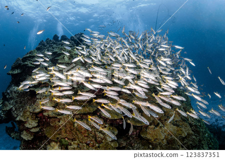 School of two spot snapper fish in crystal clear water 123837351