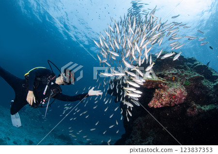 Male scuba diver diving with a school of snapper 123837353