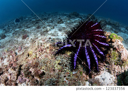 Crown of thorns starfish on hard coral reef 123837356