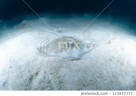 Bluespotted ribbontail ray on the white sand 123837357