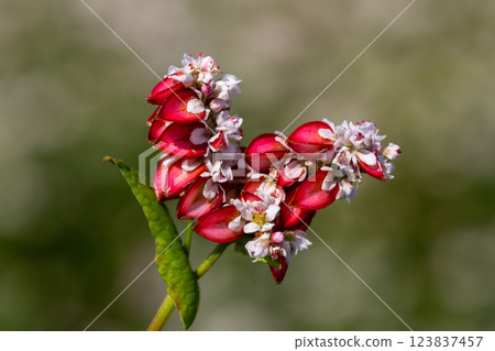 Buckwheat macro with red flowers. Fagopyrum esculentum Buckwheat macro with red flowers. Fagopyrum esculentum 123837457