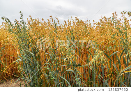Golden ears of oat on the field. Golden ears of oat on the field. 123837460