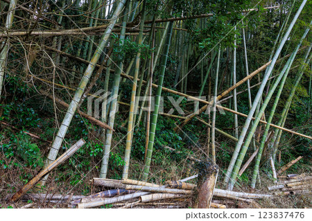 廢棄竹林 123837476