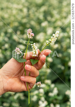 hand showing blooming buckwheat in the fall hand showing blooming buckwheat in the fall 123837479