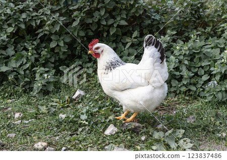 Healthy free range white chicken walking on grass 123837486