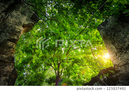 Forest and tree landscape texture abstract background, Aerial top view forest atmosphere area, Texture of forest view from above, Ecosystem and healthy ecology environment concepts. 123837491