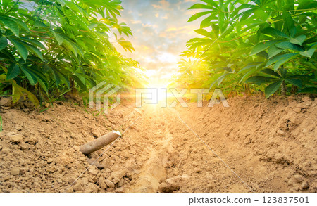row of cassava tree in field. Growing cassava, young shoots growing. The cassava is the tropical food plant,it is a cash crop in Thailand. This is the landscape of cassava plantation in the Thailand. 123837501