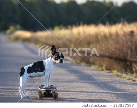 Cute puppy riding a skateboard. Clear, sun day Cute puppy riding a skateboard. Clear, sun day 123837597
