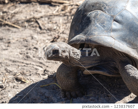Aldabra giant tortoise. Wonderful islands of Seychelles Aldabra giant tortoise. Wonderful islands of Seychelles 123837607