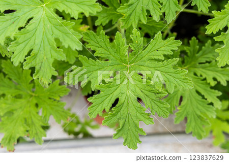 Closeup of citronella leaf, with scent and properties to repel insects and mosquito. Closeup of citronella leaf, with scent and properties to repel insects and mosquito. 123837629