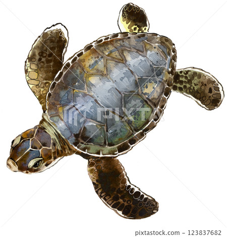 Watercolor illustration realistyc Sea turtle. Marine theme. Drawn Tortois illustration Watercolor illustration realistyc Sea turtle. Marine theme. Drawn Tortois illustration 123837682