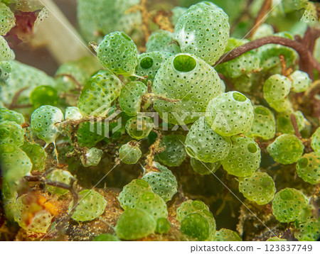 Green sea squirts ascidian at a tropical coral reef in the Philippines Green sea squirts ascidian at a tropical coral reef in the Philippines 123837749