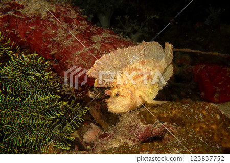 Awesome Leaf scorpionfish, Taenianotus triacanthus, or paperfish, shot at a tropical coral reef Awesome Leaf scorpionfish, Taenianotus triacanthus, or paperfish, shot at a tropical coral reef 123837752