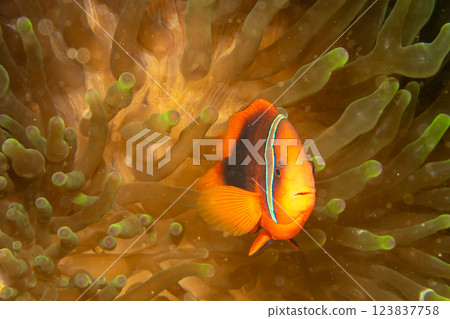 A closeup shot of a Clownfish or Anemonefish peaking out from its host anemone A closeup shot of a Clownfish or Anemonefish peaking out from its host anemone 123837758