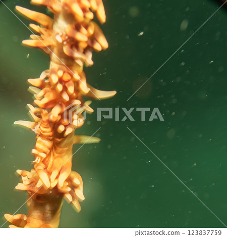 Close-up photography of an Anker's whip coral shrimp on a whip coral. Photo from the Philippines Close-up photography of an Anker's whip coral shrimp on a whip coral. Photo from the Philippines 123837759