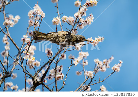 A brown-eared bulbul resting on a plum blossom 123837830