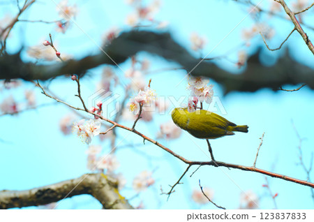 Meiro stuck in a plum tree 123837833