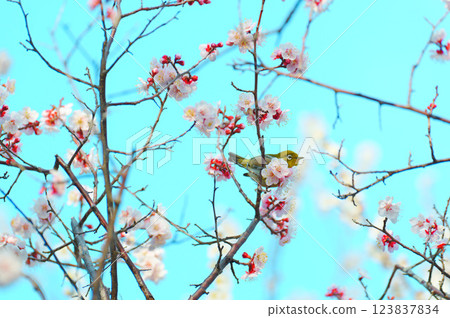 A Japanese white-eye resting on a branch of a plum tree in full bloom with a blue sky in the background 123837834