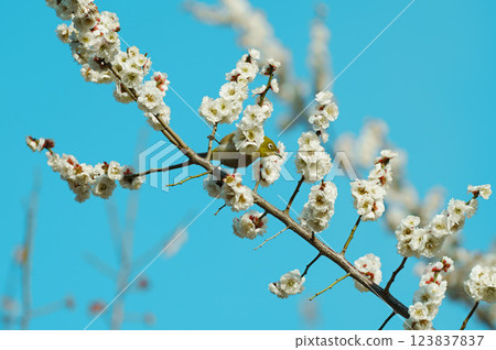 White plum blossoms and a Japanese white-eye against the blue sky 123837837