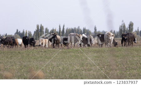nomadic lifestyle in issyk-kul region in Kyrgyzstan. 123837937