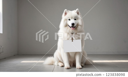 Samoyed Dog Message Board Samoyed Dog Message Board 123838098