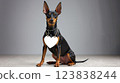Toy Manchester Terrier Dog Message Board 123838244