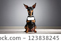 Toy Manchester Terrier Dog Message Board 123838245