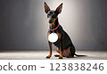 Toy Manchester Terrier Dog Message Board 123838246
