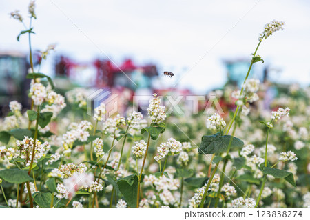 Close up of flowers of buckwheat. Blooming buckwheat field 123838274