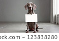 Weimaraner Dog Message Board 123838280