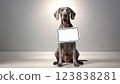 Weimaraner Dog Message Board 123838281