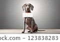 Weimaraner Dog Message Board 123838283
