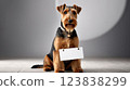 Welsh Terrier Dog Message Board 123838299