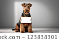 Welsh Terrier Dog Message Board 123838301