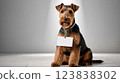 Welsh Terrier Dog Message Board 123838302