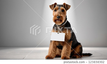 Welsh Terrier Dog Message Board Welsh Terrier Dog Message Board 123838302