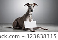 Whippet Dog Message Board 123838315