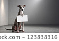 Whippet Dog Message Board 123838316