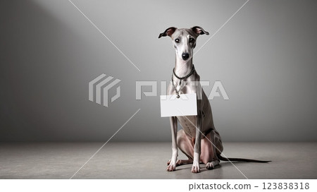 Whippet Dog Message Board Whippet Dog Message Board 123838318