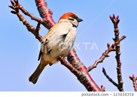 sparrow sparrow 123838358