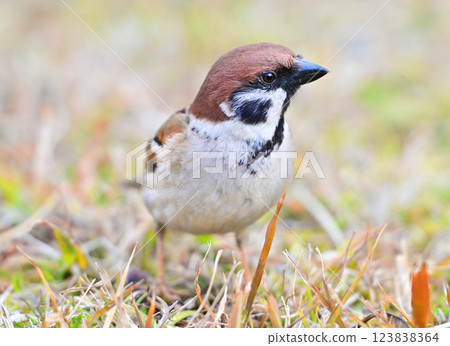 sparrow 123838364