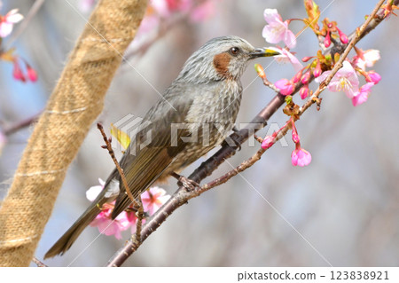 白頭翁 白頭翁 123838921