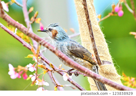 Bulbul Bulbul 123838929