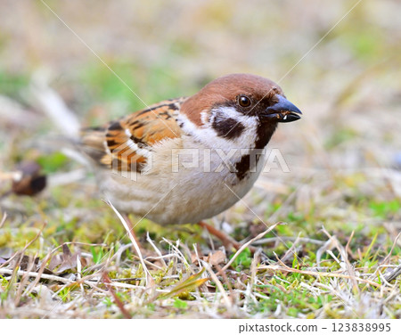 sparrow sparrow 123838995