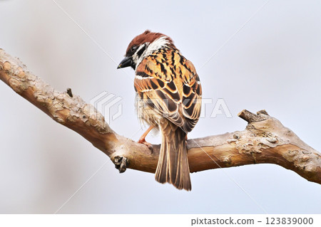 sparrow sparrow 123839000