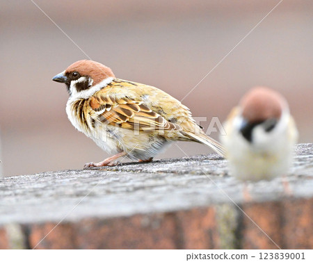 sparrow 123839001