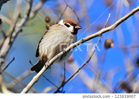 sparrow sparrow 123839007