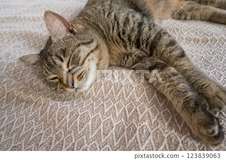 Sleeping gray cat on the sofa 123839063